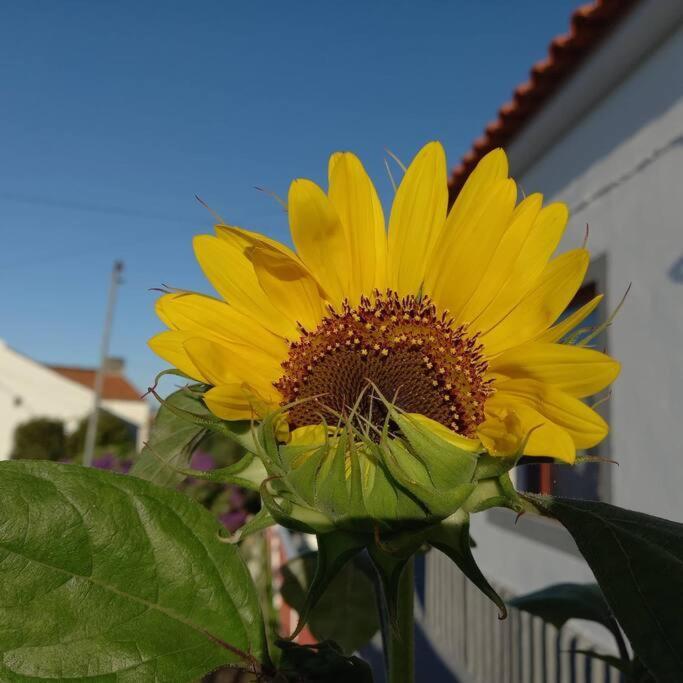 Sunflower Guest House - Madalena - Pico Sao Caetano  Exterior photo